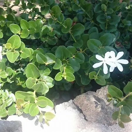 Mykonos Waterfront House Walk To Private Дом отдыха