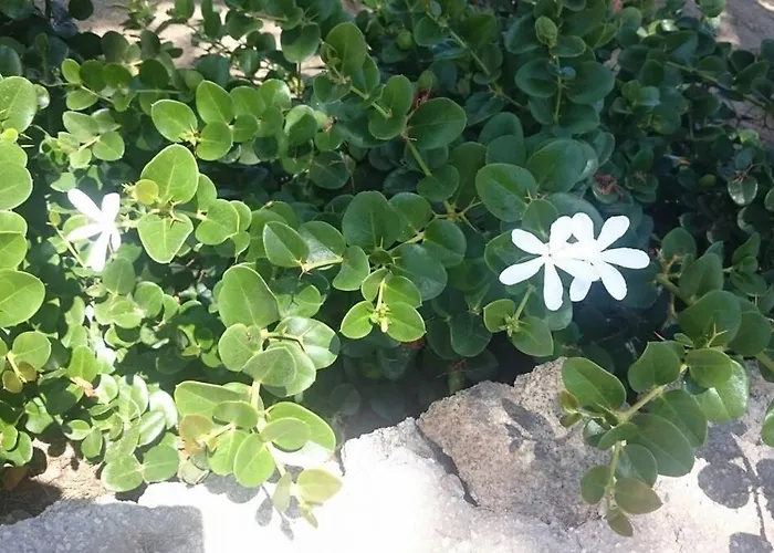 Mykonos Waterfront House Walk To Private בית נופש